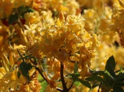 Rhododendron 'Sonnenköpfchen'