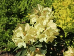Rhododendron 'Stadt Westerstede' -Deutschland Garten Funk Verkaufs-Shop rhododendron stadt westerstede m005002 w 2
