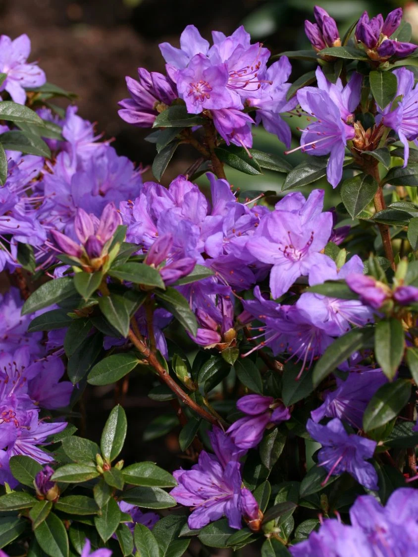 Rhododendron 'Statuette' 4 Rhododendron 'Statuette' – Bild 4