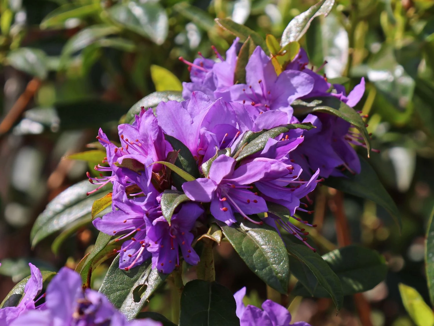 Rhododendron 'Statuette' 2 Rhododendron 'Statuette' – Bild 2