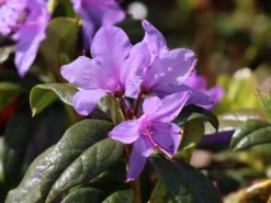 Rhododendron 'Statuette' 6 Rhododendron 'Statuette' -Deutschland Garten Funk Verkaufs-Shop rhododendron statuette m004036 w 2