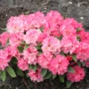 Rhododendron 'Tina Heinje'