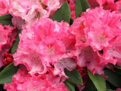 Rhododendron 'Tina Heinje' -Deutschland Garten Funk Verkaufs-Shop rhododendron tina heinje m005026 w 0