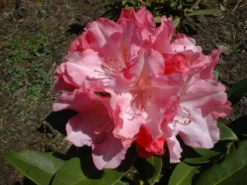 Rhododendron 'Tina Heinje' -Deutschland Garten Funk Verkaufs-Shop rhododendron tina heinje m005026 w 1