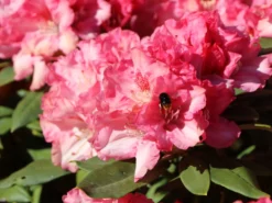 Rhododendron 'Tina Heinje' -Deutschland Garten Funk Verkaufs-Shop rhododendron tina heinje m005026 w 2