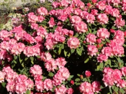 Rhododendron 'Tina Heinje' -Deutschland Garten Funk Verkaufs-Shop rhododendron tina heinje m005026 w 3