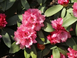 Rhododendron 'Tina Heinje' -Deutschland Garten Funk Verkaufs-Shop rhododendron tina heinje m005026 w 5