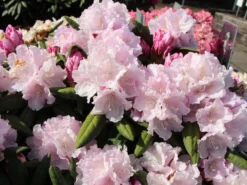 Rhododendron 'Trinity'
