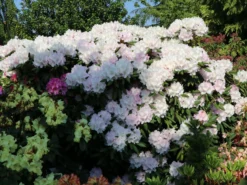 Rhododendron 'Trinity' -Deutschland Garten Funk Verkaufs-Shop rhododendron trinity m004018 w 0