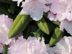 Rhododendron 'Trinity' -Deutschland Garten Funk Verkaufs-Shop rhododendron trinity m004018 w 1