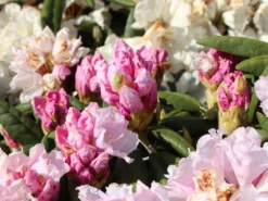 Rhododendron 'Trinity' -Deutschland Garten Funk Verkaufs-Shop rhododendron trinity m004018 w 2