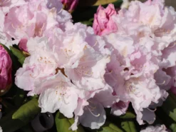 Rhododendron 'Trinity' -Deutschland Garten Funk Verkaufs-Shop rhododendron trinity m004018 w 3