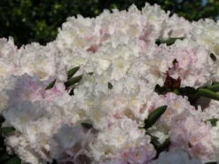 Rhododendron 'Trinity' -Deutschland Garten Funk Verkaufs-Shop rhododendron trinity m004018 w 4