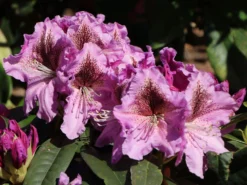 Rhododendron 'Violette Funken'