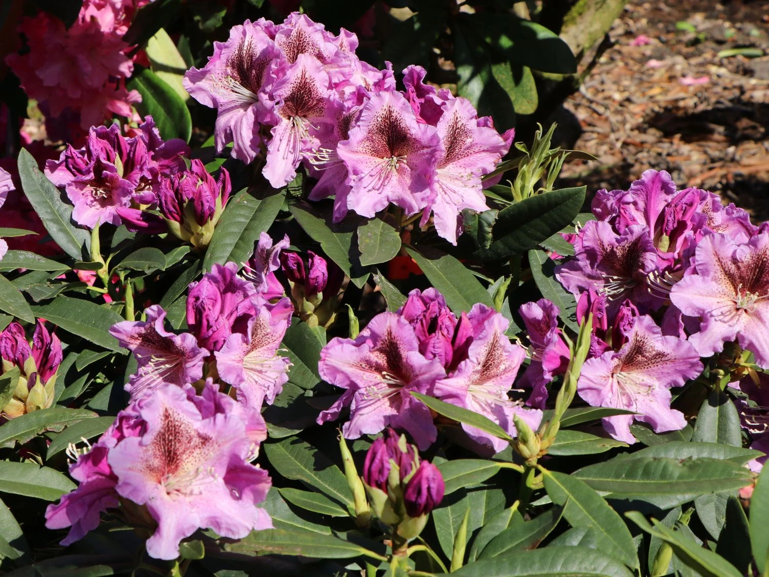 Rhododendron 'Violette Funken' 4 Rhododendron 'Violette Funken' – Bild 4