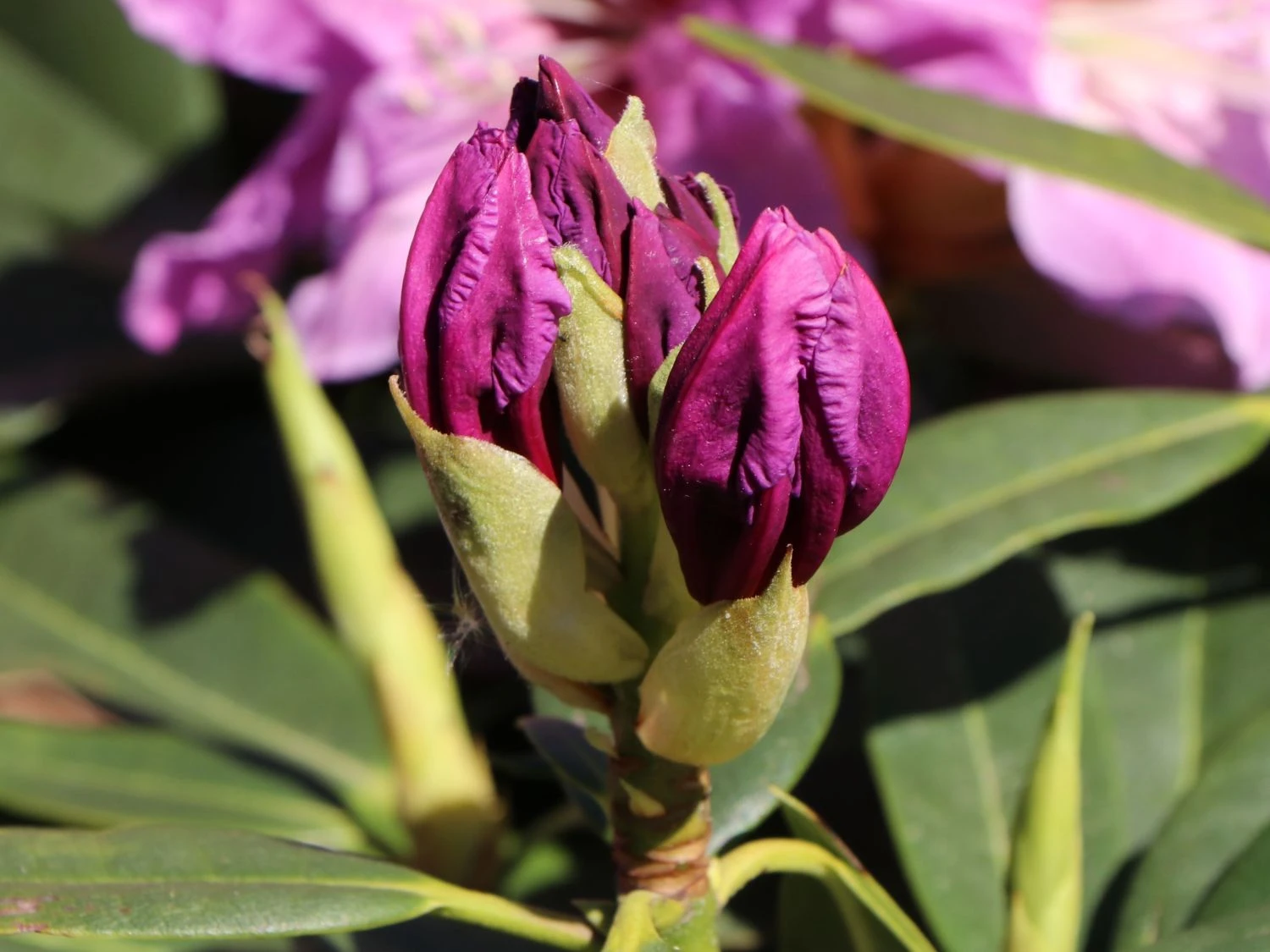 Rhododendron 'Violette Funken' 7 Rhododendron 'Violette Funken' – Bild 7