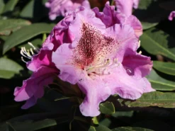Rhododendron 'Violette Funken' 12 Rhododendron 'Violette Funken' -Deutschland Garten Funk Verkaufs-Shop rhododendron violette funken m003928 w 2