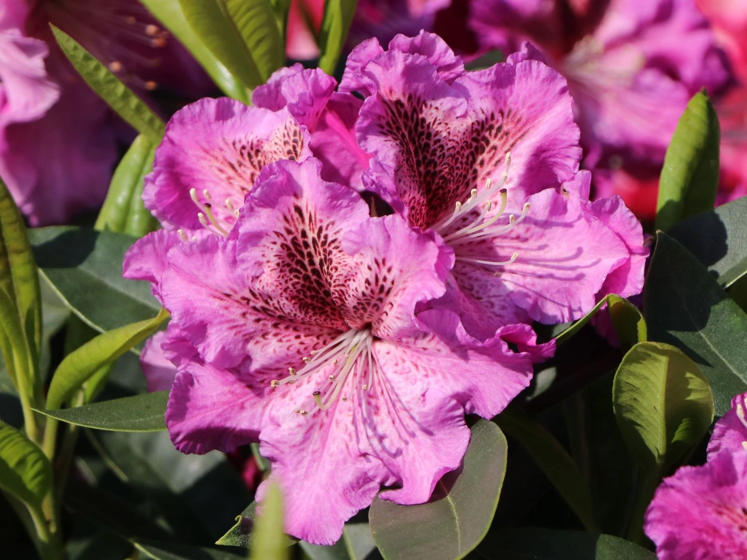 Rhododendron 'Violette Funken' 2 Rhododendron 'Violette Funken' – Bild 2