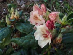 Rhododendron 'Viscy' -Deutschland Garten Funk Verkaufs-Shop rhododendron viscy m002356 668426 0