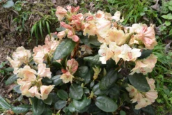 Rhododendron 'Viscy' -Deutschland Garten Funk Verkaufs-Shop rhododendron viscy m002356 668426 1