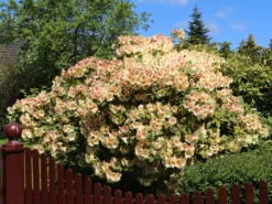 Rhododendron 'Viscy' -Deutschland Garten Funk Verkaufs-Shop rhododendron viscy m002356 w 0