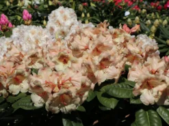 Rhododendron 'Viscy' -Deutschland Garten Funk Verkaufs-Shop rhododendron viscy m002356 w 1