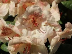 Rhododendron 'Viscy' -Deutschland Garten Funk Verkaufs-Shop rhododendron viscy m002356 w 2