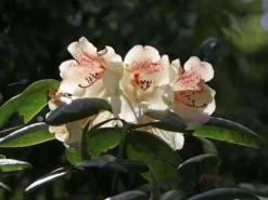 Rhododendron 'Viscy' -Deutschland Garten Funk Verkaufs-Shop rhododendron viscy m002356 w 3