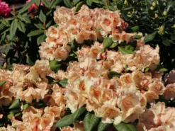 Rhododendron 'Viscy' -Deutschland Garten Funk Verkaufs-Shop rhododendron viscy m002356 w 4