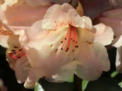 Rhododendron 'Viscy' -Deutschland Garten Funk Verkaufs-Shop rhododendron viscy m002356 w 5