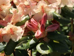 Rhododendron 'Viscy' -Deutschland Garten Funk Verkaufs-Shop rhododendron viscy m002356 w 6