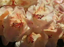 Rhododendron 'Viscy' -Deutschland Garten Funk Verkaufs-Shop rhododendron viscy m002356 w 7