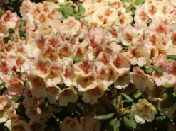 Rhododendron 'Viscy' -Deutschland Garten Funk Verkaufs-Shop rhododendron viscy m002356 w 8