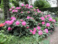 Rhododendron 'Walküre' ® -Deutschland Garten Funk Verkaufs-Shop rhododendron walkuere m003932 1098677 0