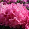 Rhododendron 'Walküre' ®