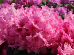 Rhododendron 'Walküre' ®