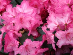 Rhododendron 'Walküre' ® -Deutschland Garten Funk Verkaufs-Shop rhododendron walkuere m003932 w 0
