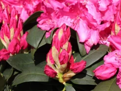 Rhododendron 'Walküre' ® -Deutschland Garten Funk Verkaufs-Shop rhododendron walkuere m003932 w 2