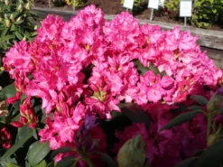 Rhododendron 'Walküre' ® -Deutschland Garten Funk Verkaufs-Shop rhododendron walkuere m003932 w 3