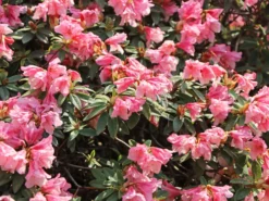 Rhododendron 'Wee Bee'
