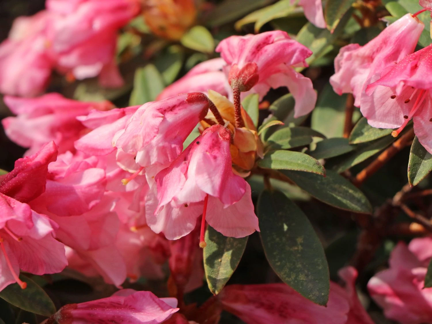 Rhododendron 'Wee Bee' 2 Rhododendron 'Wee Bee' – Bild 2