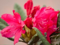 Rhododendron 'Weinlese' 10 Rhododendron 'Weinlese' -Deutschland Garten Funk Verkaufs-Shop rhododendron weinlese m096623 w 0