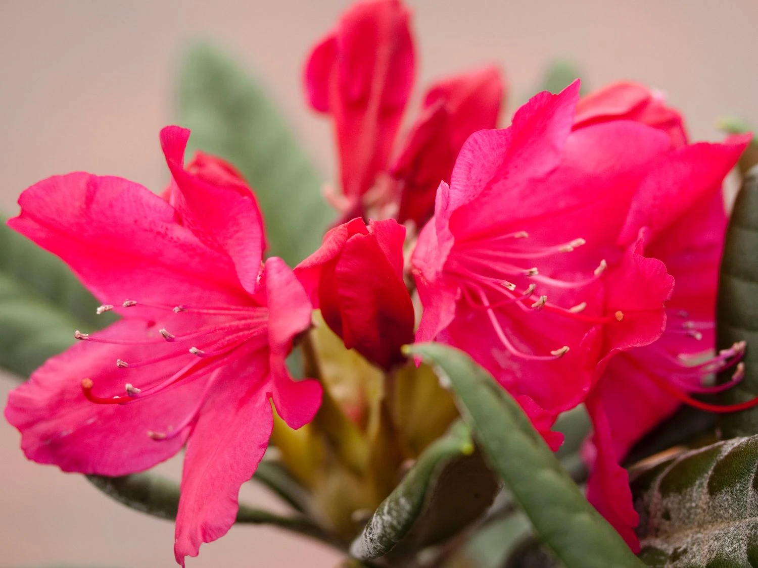 Rhododendron 'Weinlese' 4 Rhododendron 'Weinlese' – Bild 4