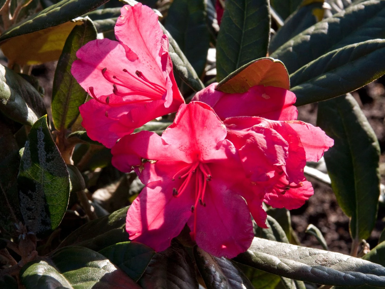 Rhododendron 'Weinlese' 3 Rhododendron 'Weinlese' – Bild 3