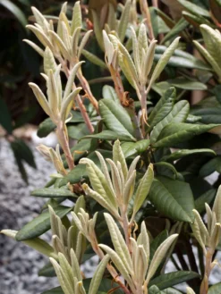 Rhododendron 'Weinlese' 12 Rhododendron 'Weinlese' -Deutschland Garten Funk Verkaufs-Shop rhododendron weinlese m096623 w 2