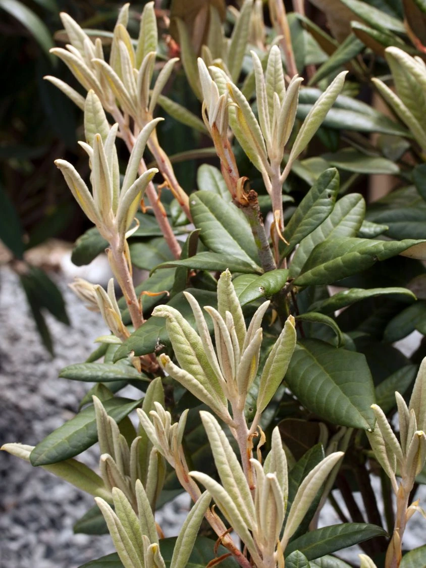 Rhododendron 'Weinlese' 6 Rhododendron 'Weinlese' – Bild 6