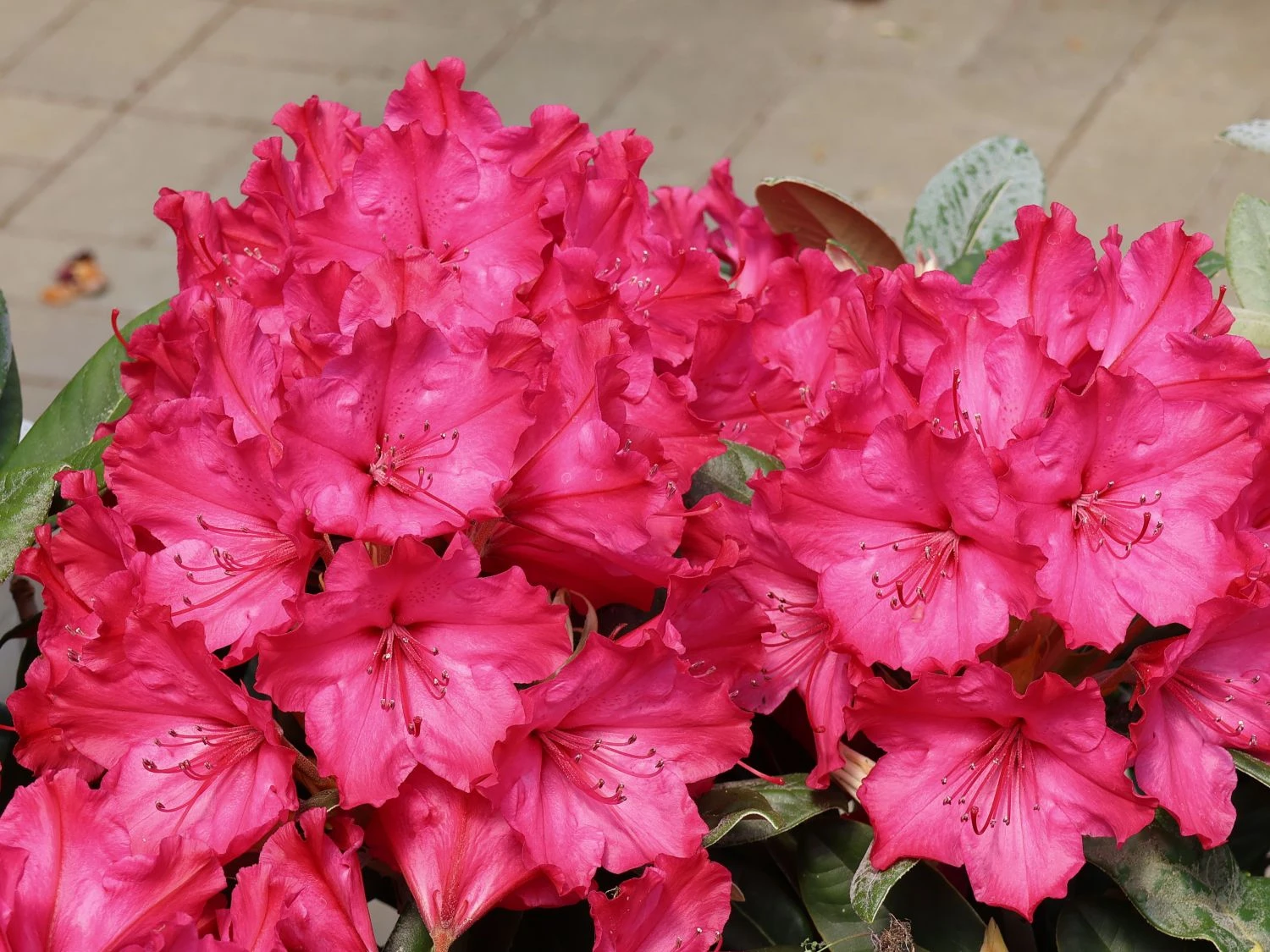Rhododendron 'Weinlese' 5 Rhododendron 'Weinlese' – Bild 5