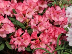 Rhododendron 'Wine And Roses'