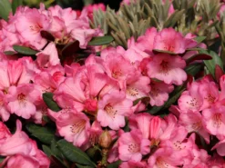 Rhododendron 'Wine And Roses' 5 Rhododendron 'Wine And Roses' -Deutschland Garten Funk Verkaufs-Shop rhododendron wine and roses m120588 w 0