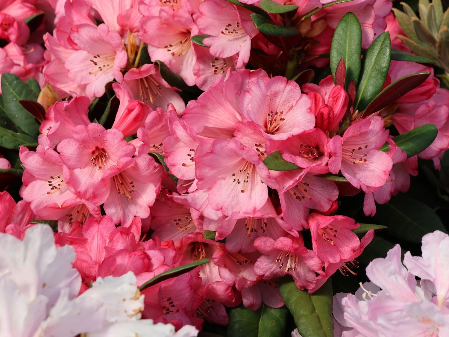 Rhododendron 'Wine And Roses' 2 Rhododendron 'Wine And Roses' – Bild 2